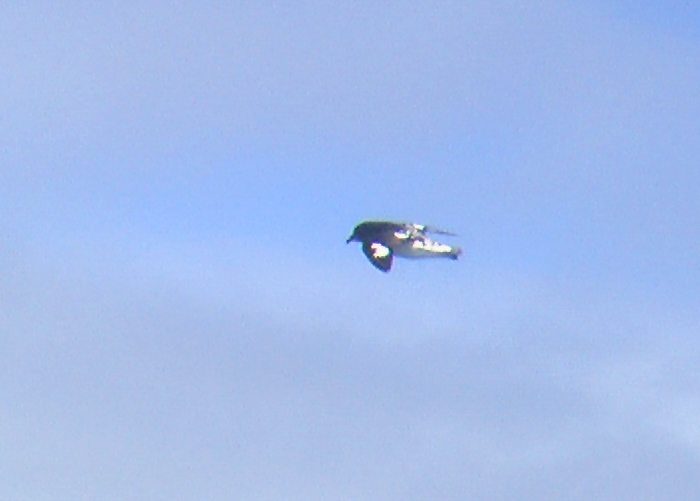Pintado Petrel